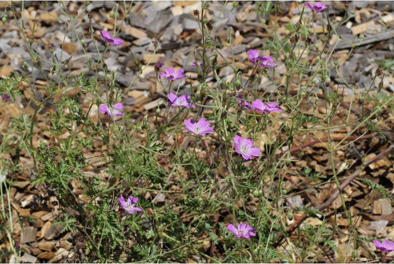 Geranium robustum -4158