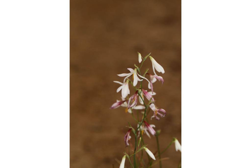 Puntige hesperantha