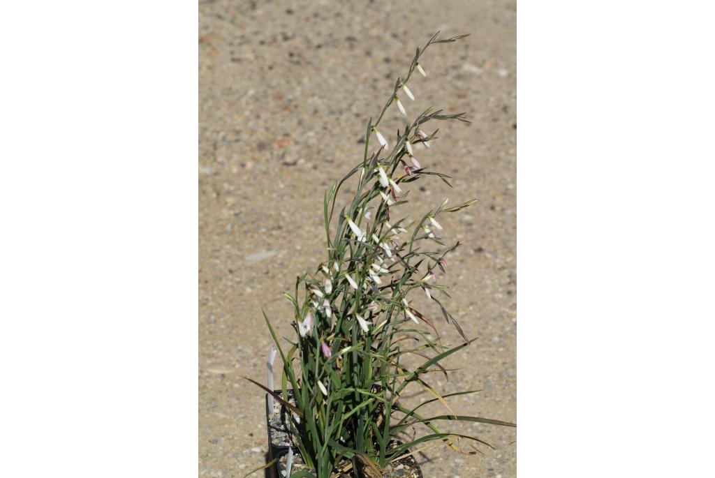 Bachmann's hesperantha