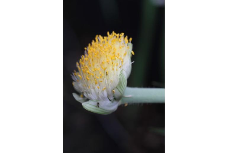 Haemanthus albiflos -4262