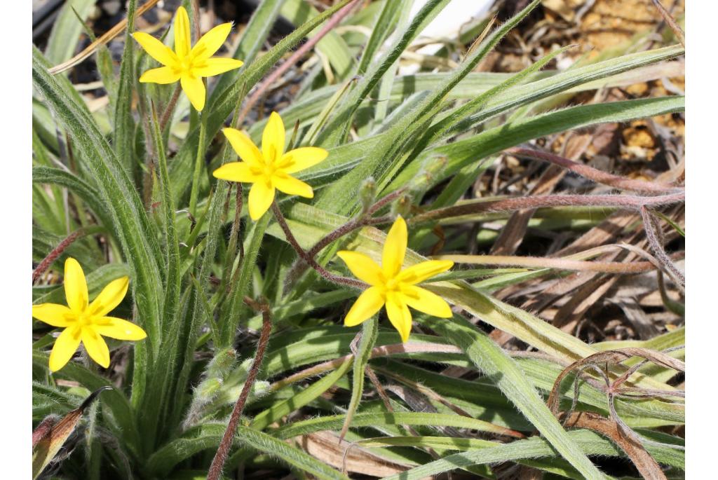 Harige hypoxis