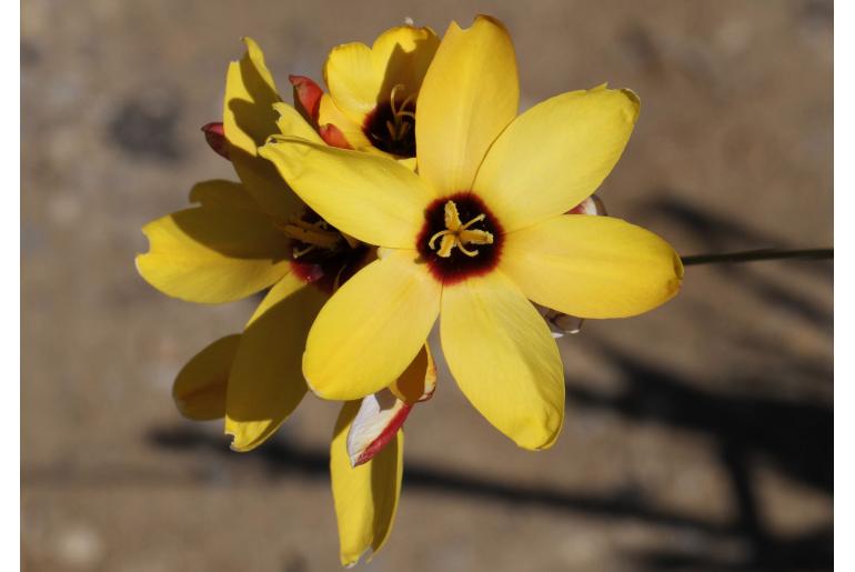 Ixia polystachya var lutea -4324