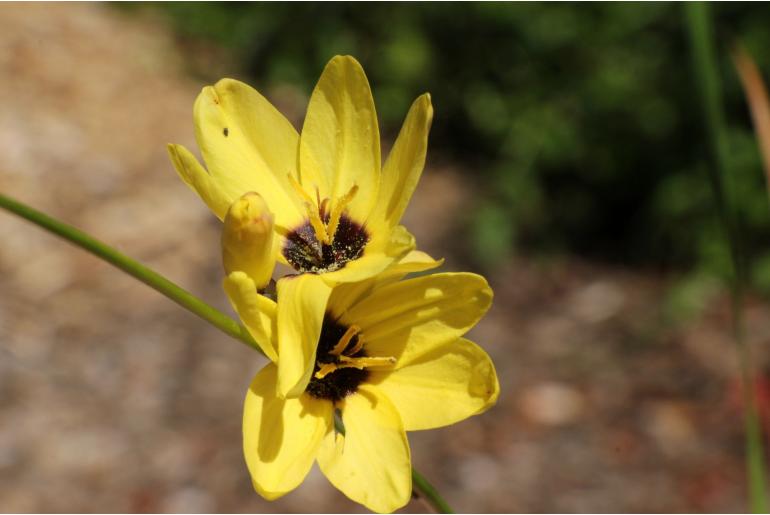 Ixia maculata -4325