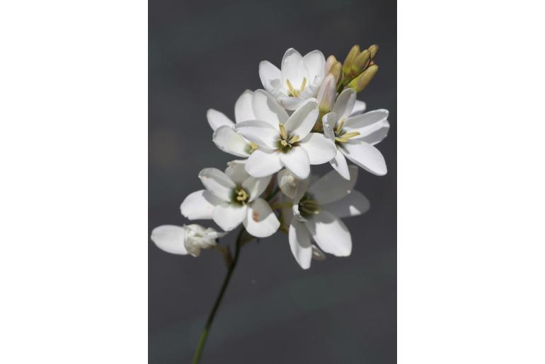 Ixia polystachya -4329