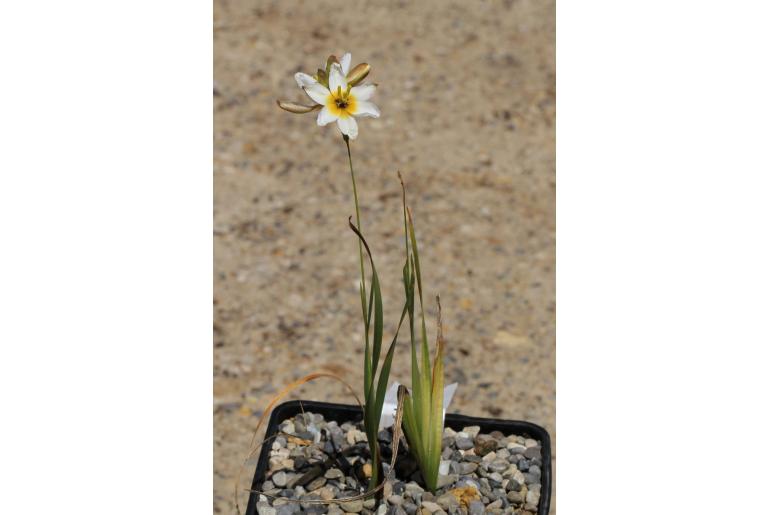 Ixia versicolor -4332