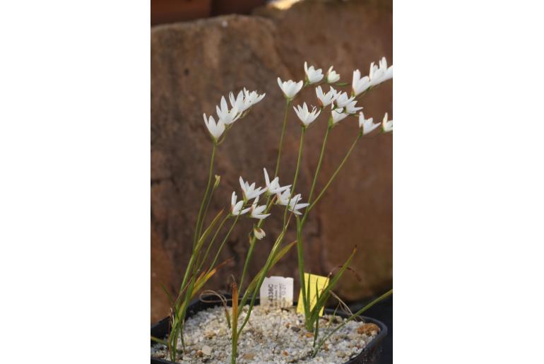 Hesperantha falcata -4336