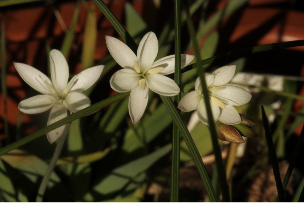 Hesperantha met aar