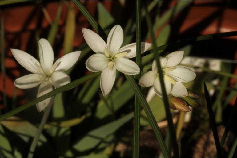 Hesperantha spicata -4337