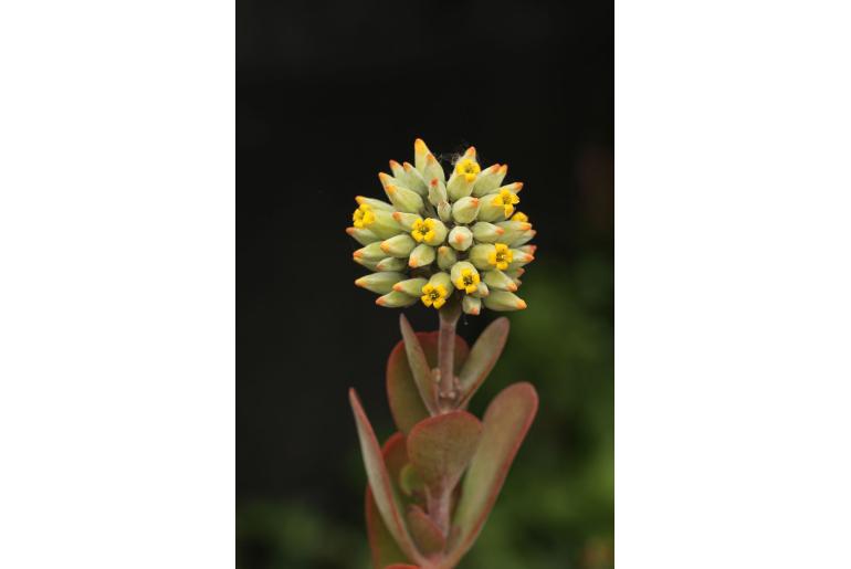 Kalanchoe thyrsiflora -4342