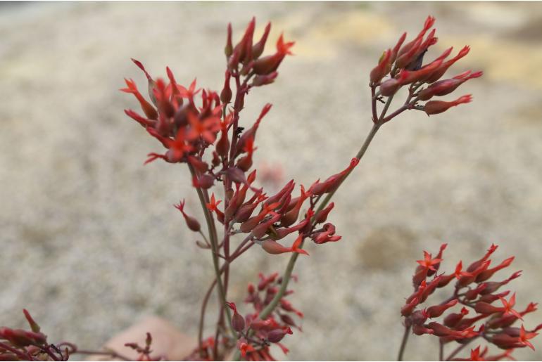 Kalanchoe rotundifolia -4344