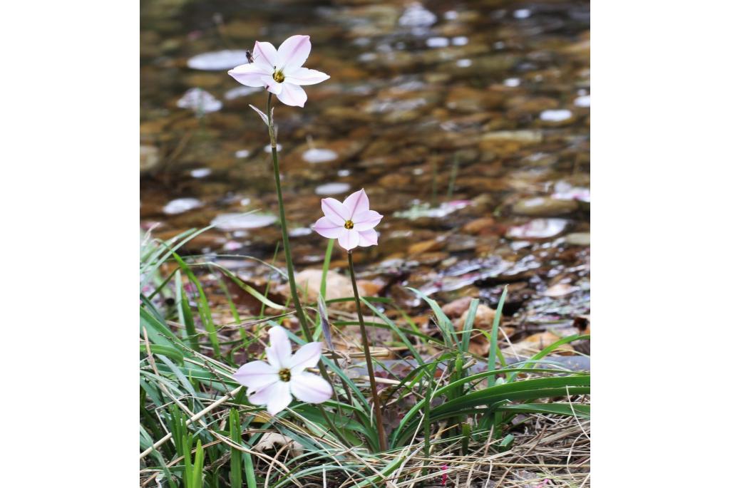 Lente sterbloem