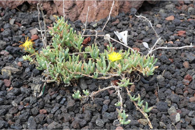 Malephora lutea -4405