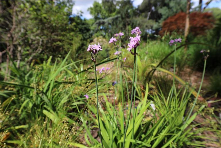 Tulbaghia maritima -4492