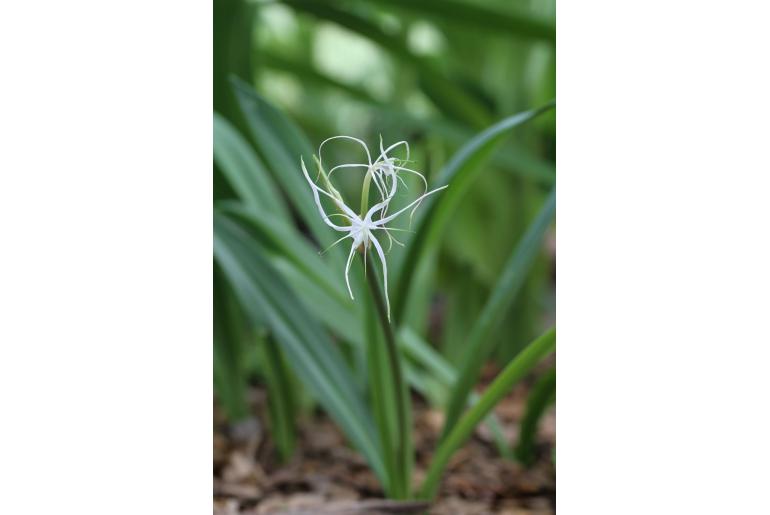 Hymenocallis harrisiana -4590