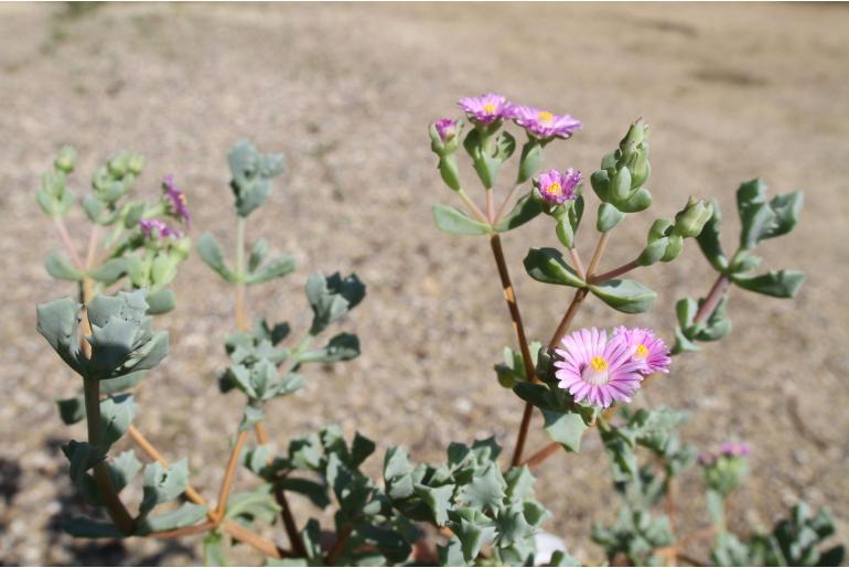 Oscularia deltoides -4594