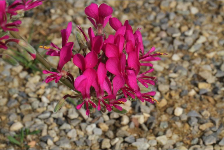 Pelargonium incrassatum -4612