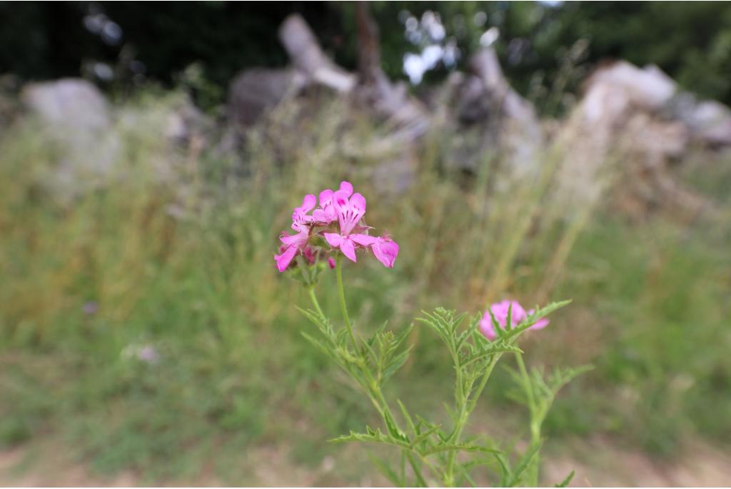 Kleverige geranium