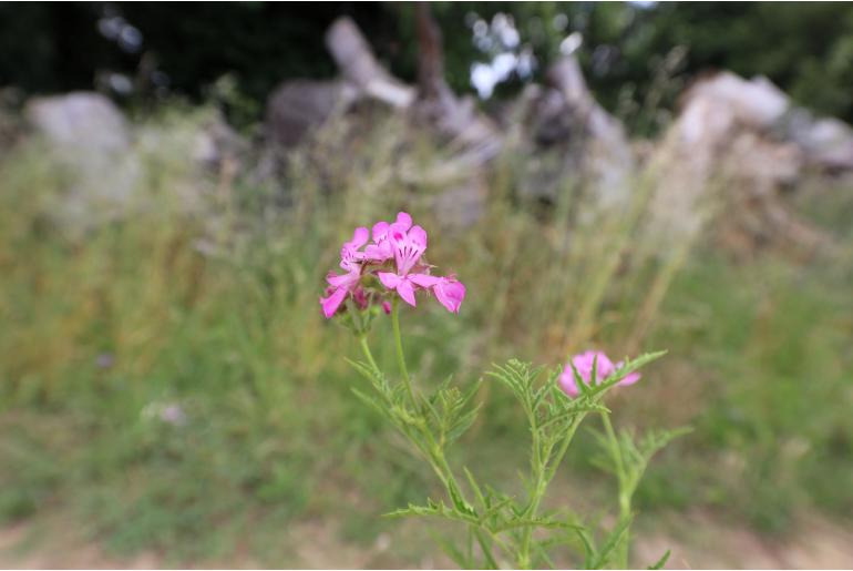 Pelargonium glutinosum -4613