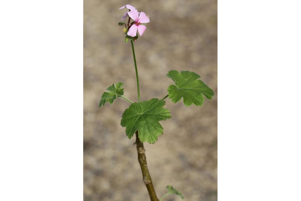 Geranium van de toppen