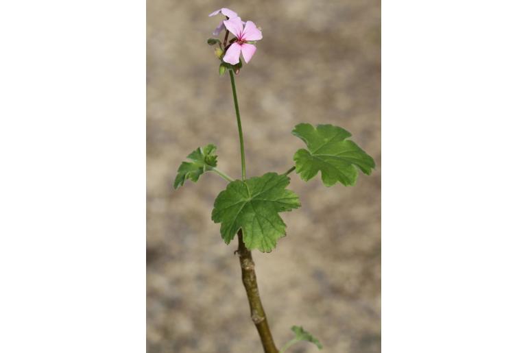 Pelargonium acraeum -4637