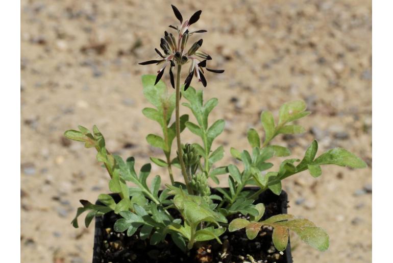 Pelargonium auritum -4641