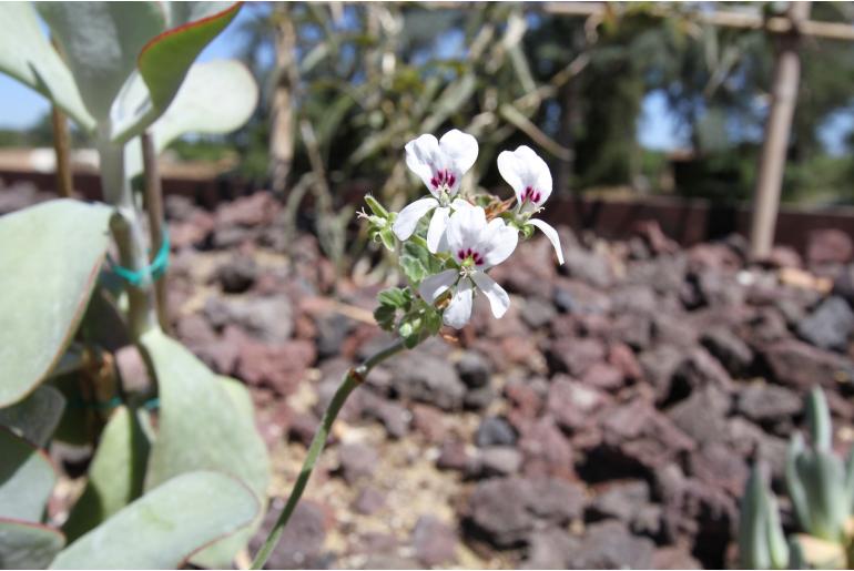 Pelargonium echinatum -4649