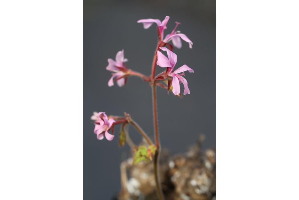 Transvaal geranium