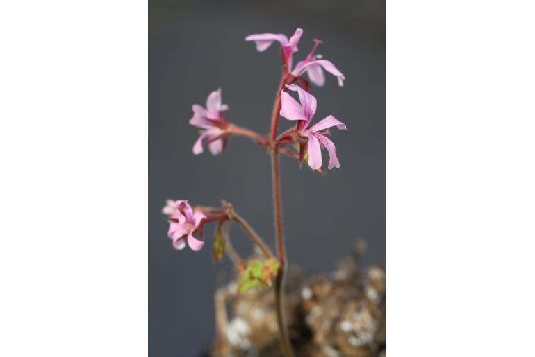 Pelargonium transvaalense -4663