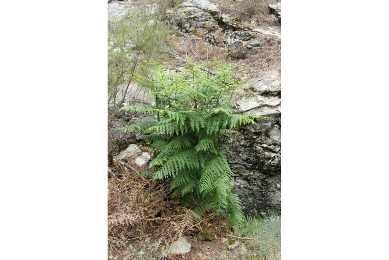 Pteridium aquilinum -4743