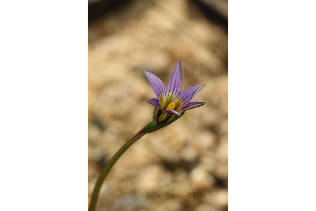 Austin's romulea