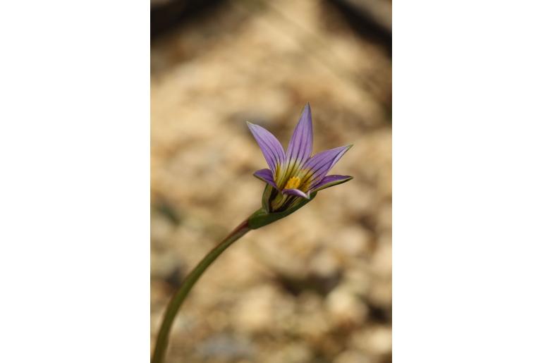 Romulea austinii -4777