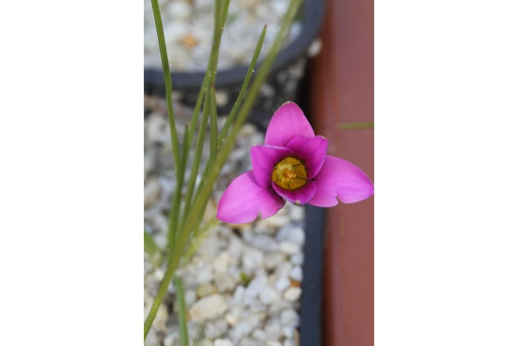 Kruisbladige romulea