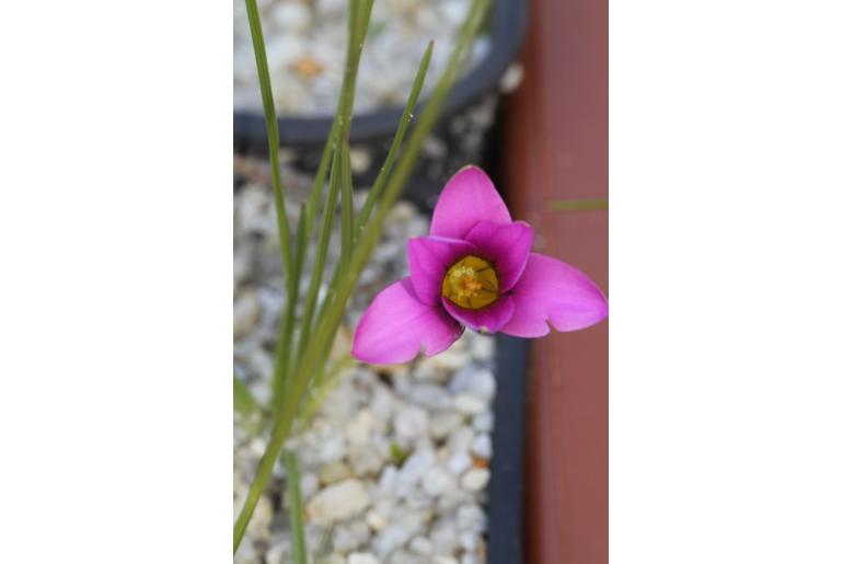 Romulea cruciata -4778