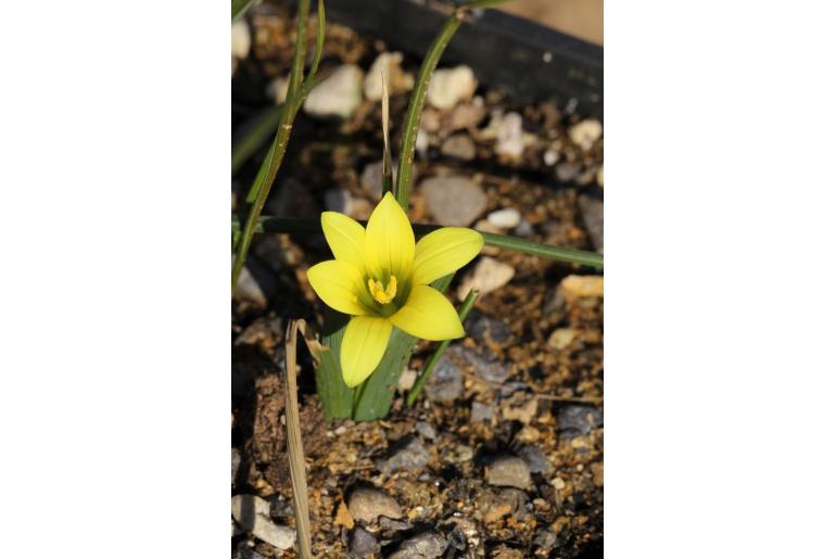 Romulea flava -4780