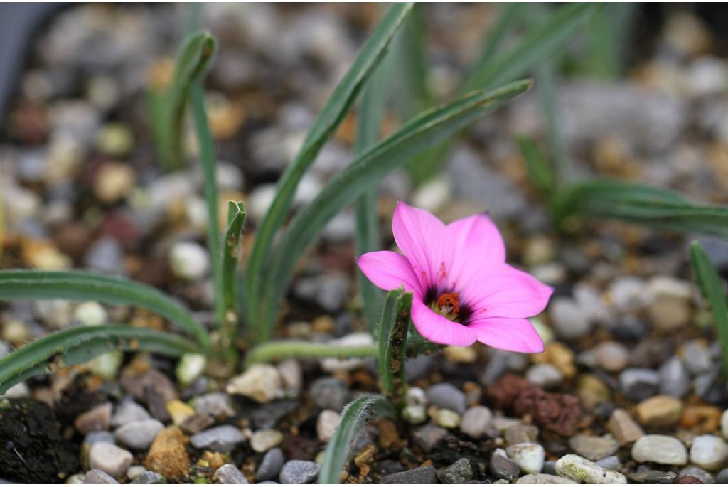 Vierhoekige romulea