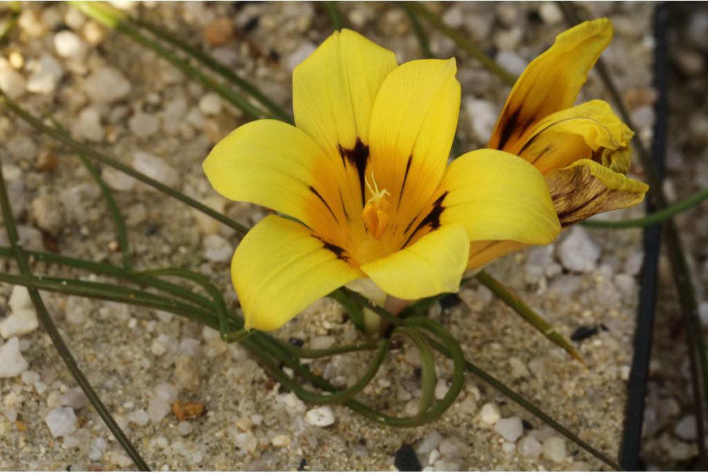 Bochtig Romulea