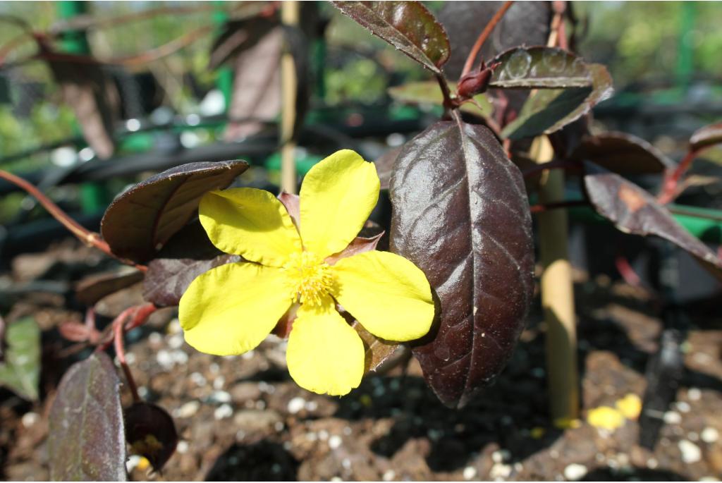 Hibbertia met getand blad