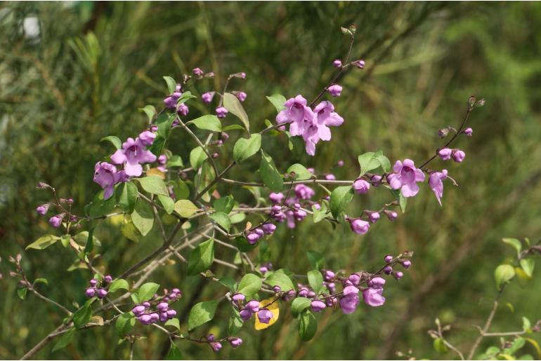 Prostanthera rotundifolia -4945