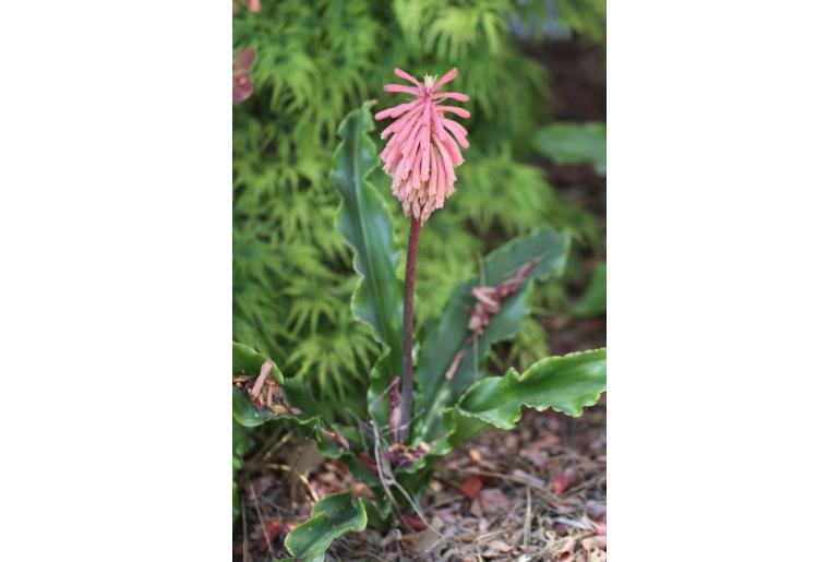 Veltheimia bracteata -5224