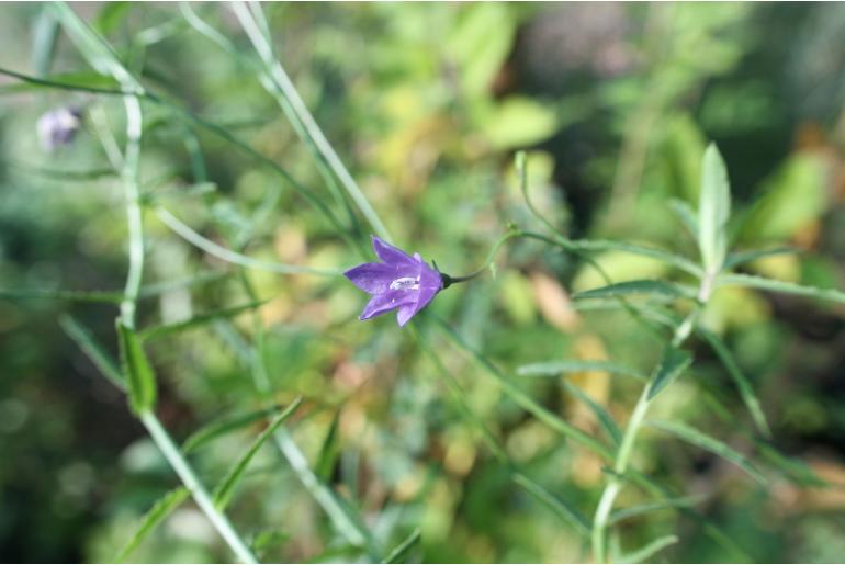 Wahlenbergia krebsii -5235