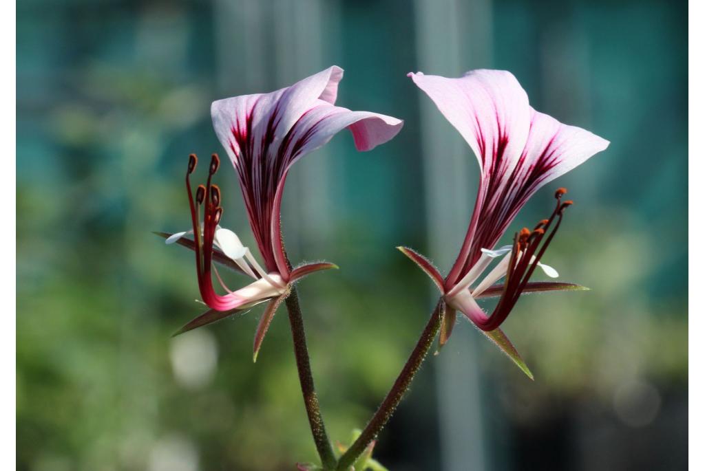 Vierhoekige geranium