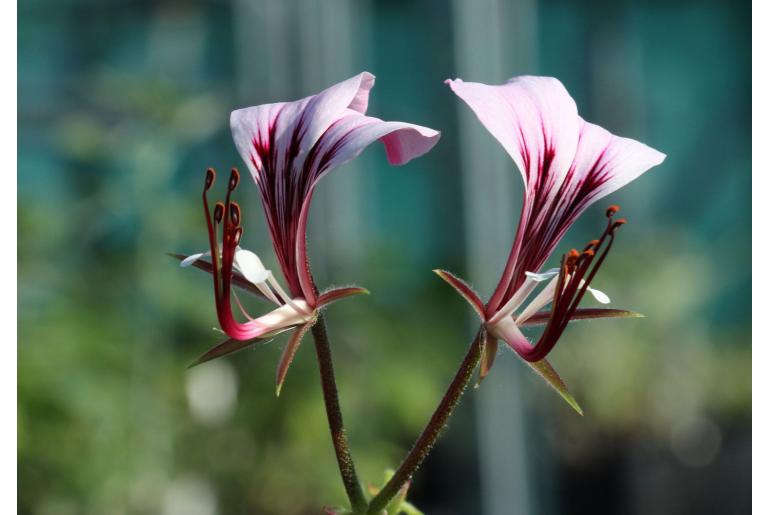 Pelargonium tetragonum -5279