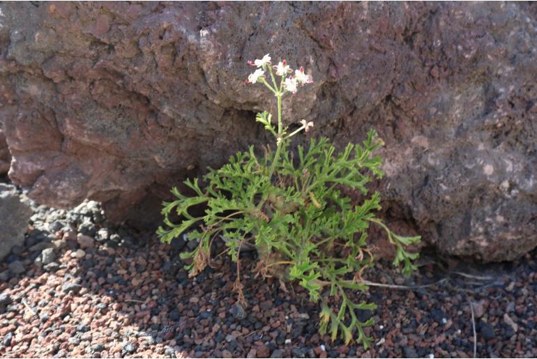 Pelargonium dasyphyllum -5287