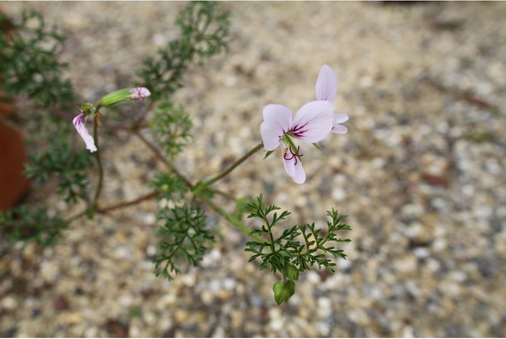 Geranium met geparfurmeerd blad