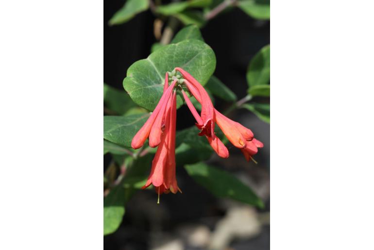 Lonicera etrusca -5447