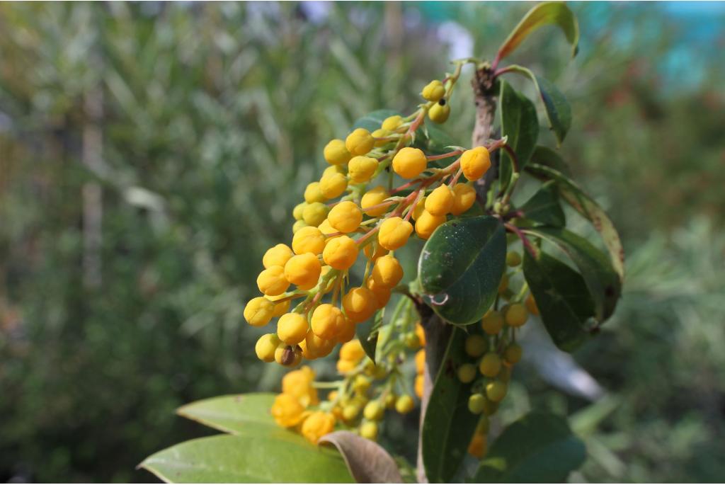 Chileense berberis