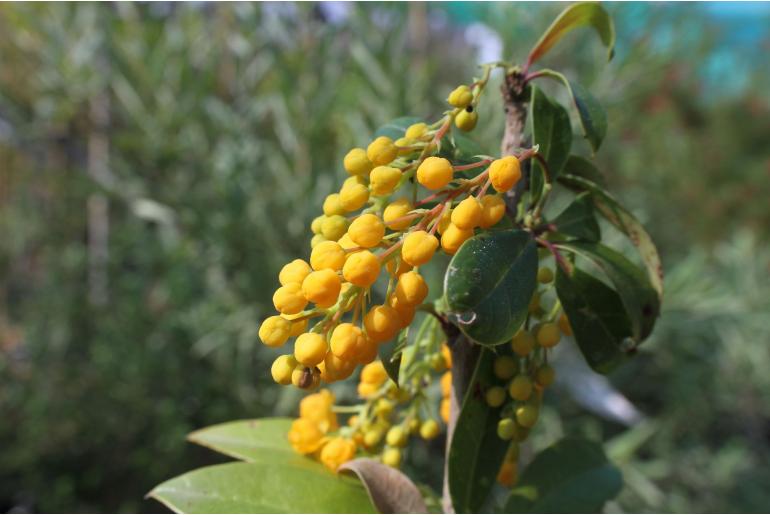 Berberis valdiviana -5460