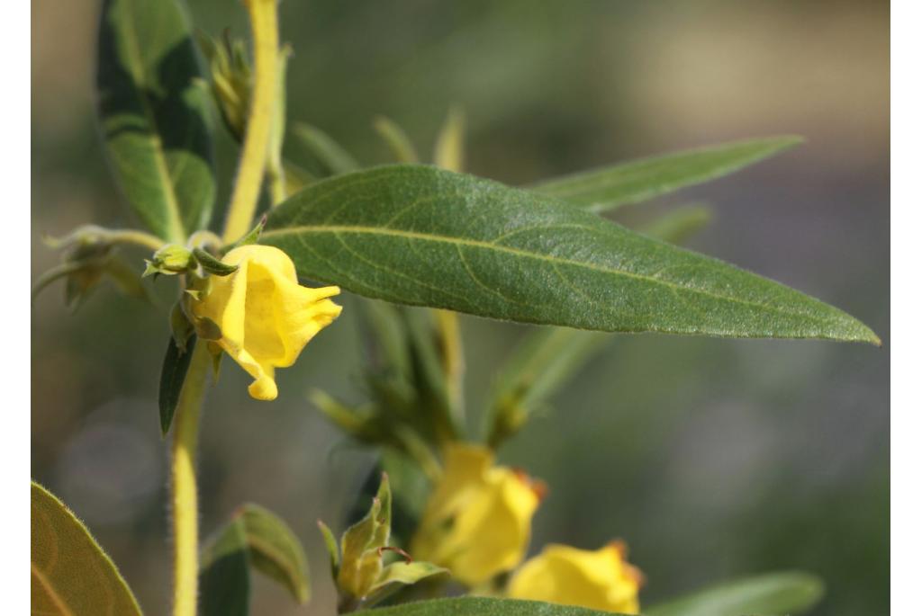 Gele schelp-bloemstruik