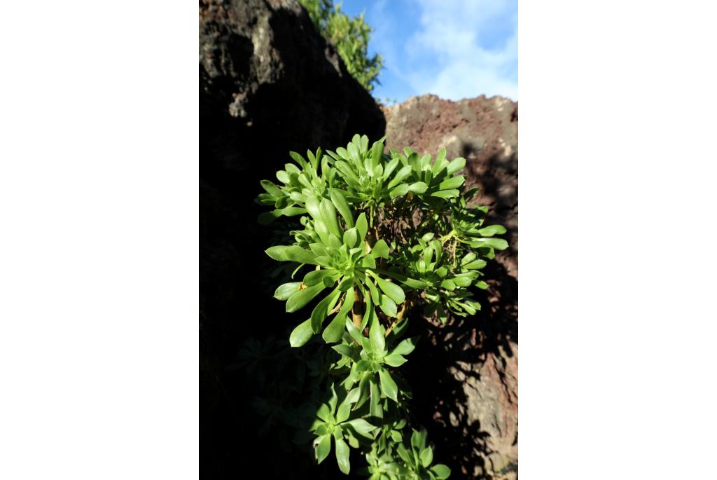 Boom aeonium 'Velour'