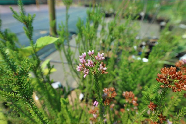 Erica terminalis -5523